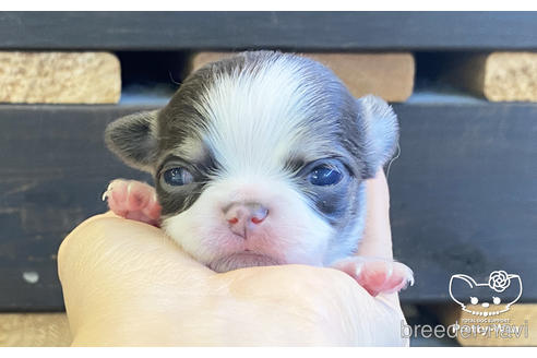 成約済の愛知県のチワワ(ロングコート)-208097